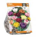 Baltus Tulipa Double Late Mixed tulpen bloembollen per 10 stuks